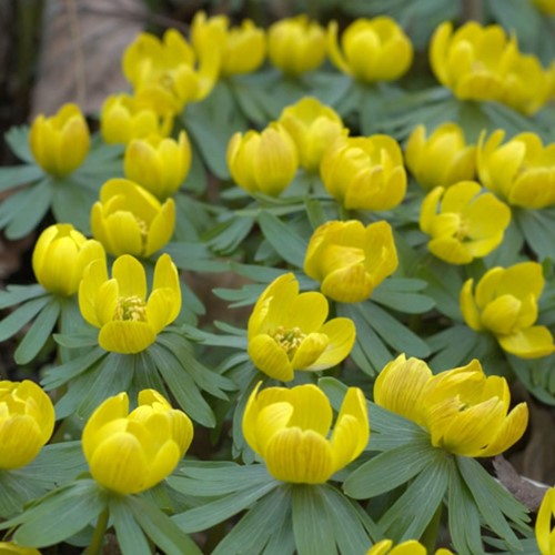 Eranthe d'hiver - Eranthis Hyemalis