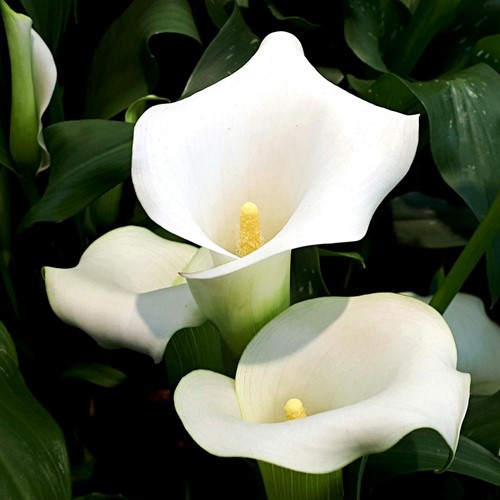 Arum Blanc