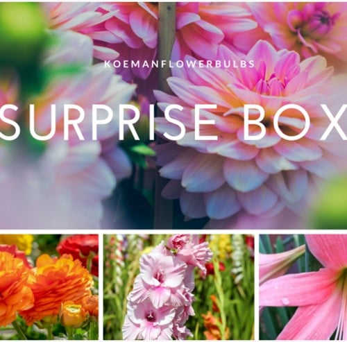 Bulbes d''eté Surprise Pack 2