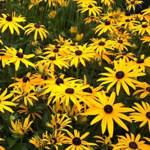 Zonnehoed Goldsturm - Rudbeckia fulgida