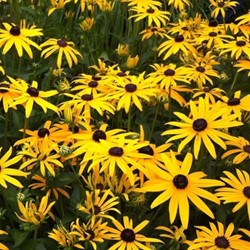 Zonnehoed Goldsturm - Rudbeckia (Sixpack)